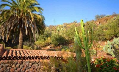 Zona llena de maravillosos palmerales / P05GC